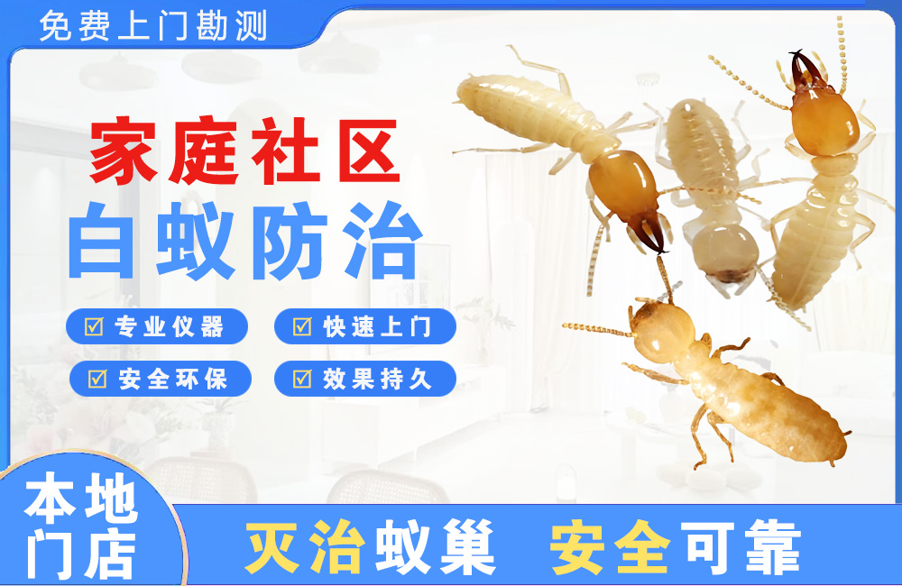 巴中家庭社区白蚁防治