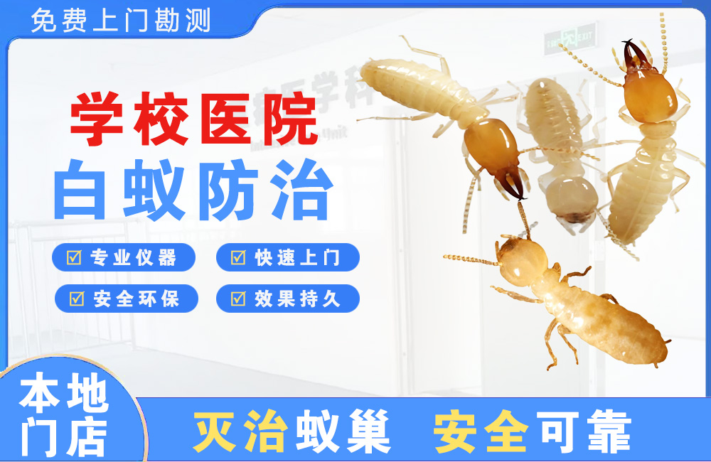 巴中学校医院白蚁防治