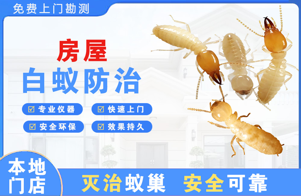 巴中房屋白蚁防治